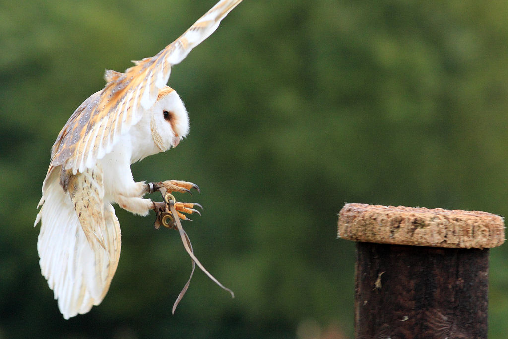 200mm 1/800sec f5.6 -1/3 stop (ISO 800)