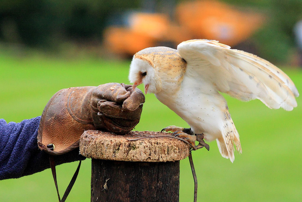 200mm 1/1000sec f5.6 -1/3 stop (ISO 800)