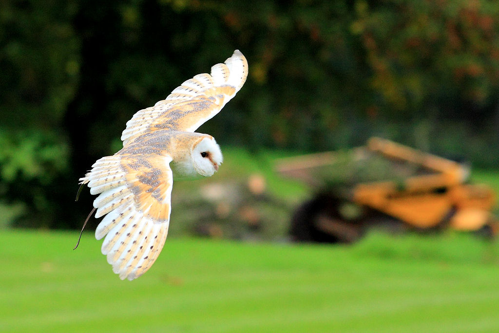 200mm 1/1000sec f5.6 -1/3 stop (ISO 800)