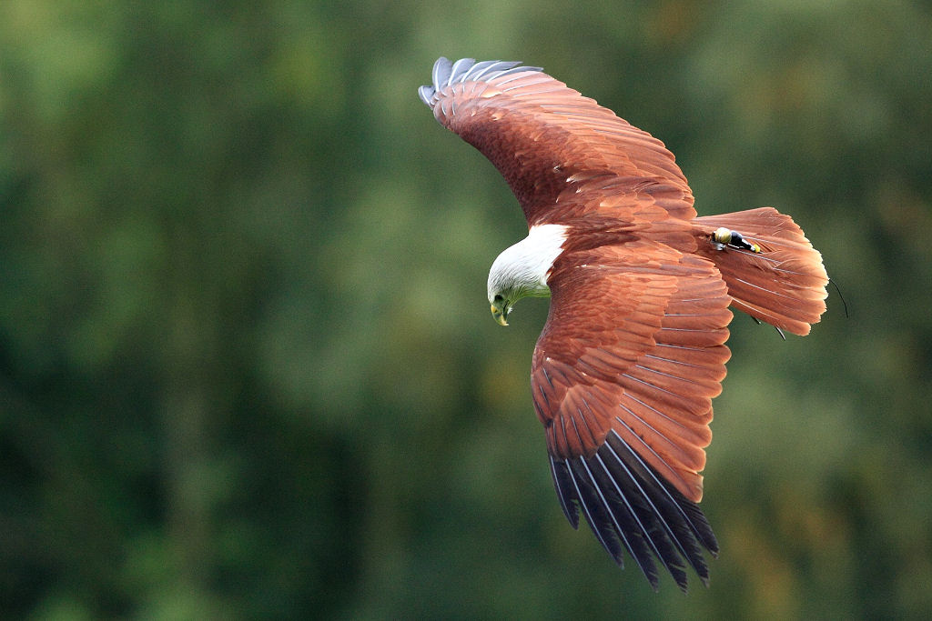 200mm 1/1600sec f2.8 -1/3 stop (ISO 800)