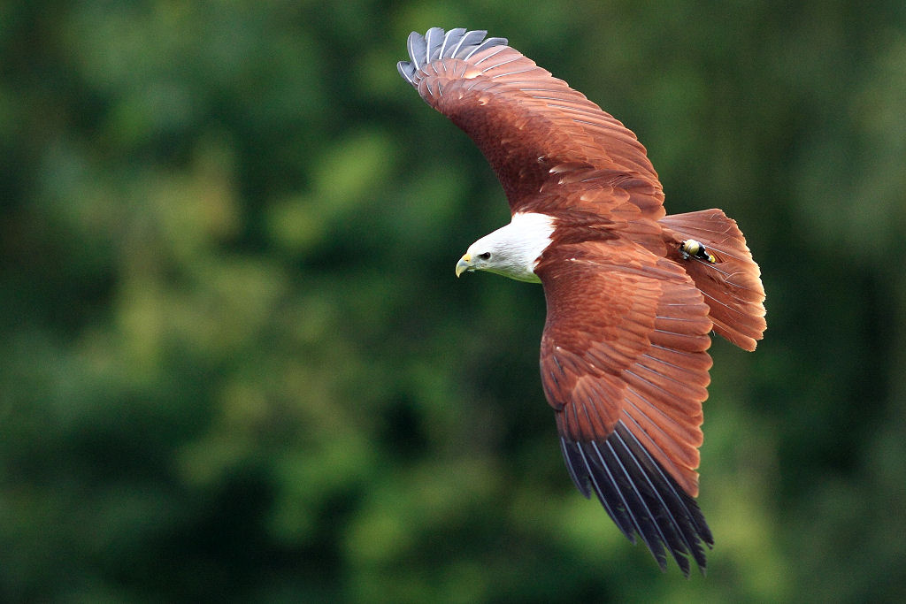 200mm 1/1600sec f2.8 -1/3 stop (ISO 800)