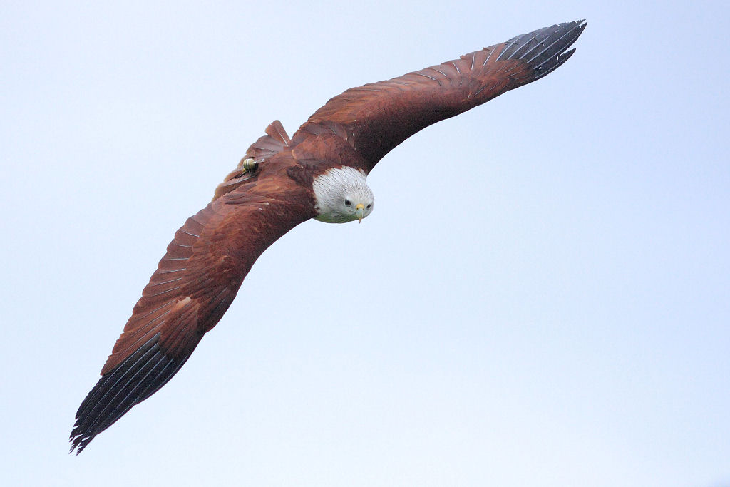 200mm 1/8000sec f2.8 +1/3 stop (ISO 800)