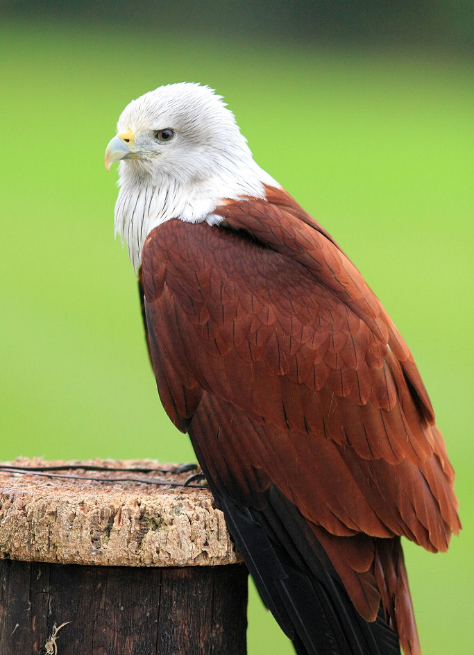 200mm 1/1250sec f2.8 -1/3 stop (ISO 400)