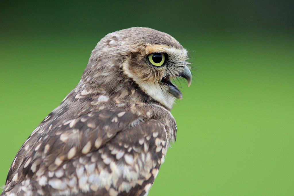 200mm 1/2000sec f2.8  (ISO 400)