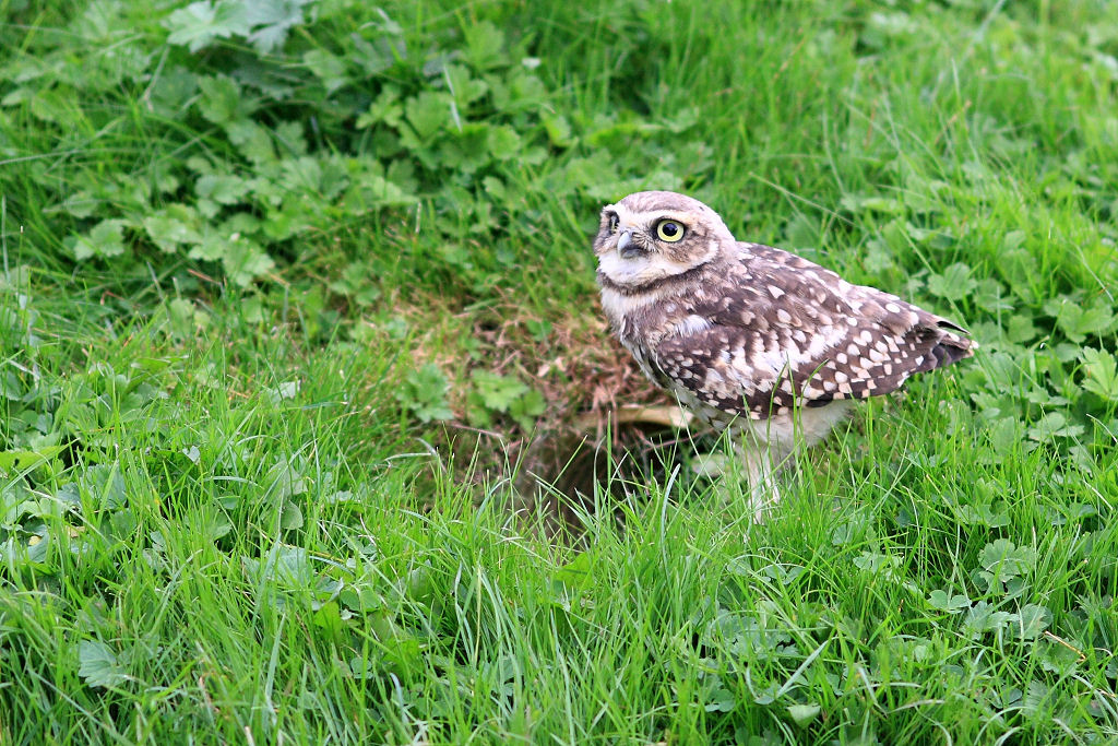 200mm 1/1250sec f2.8  (ISO 400)