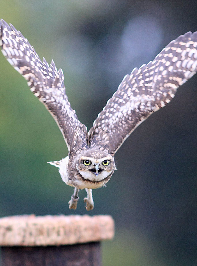 200mm 1/1250sec f2.8  (ISO 400)