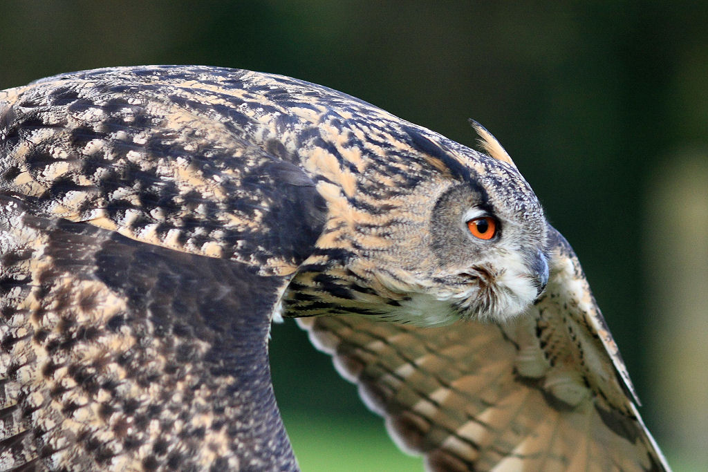 200mm 1/4000sec f2.8  (ISO 800)