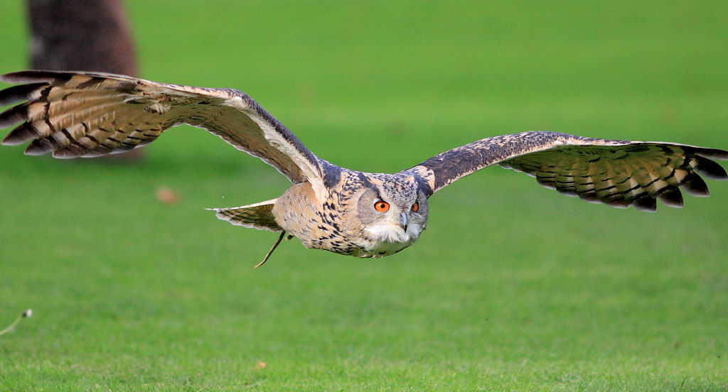 200mm 1/4000sec f2.8  (ISO 800)