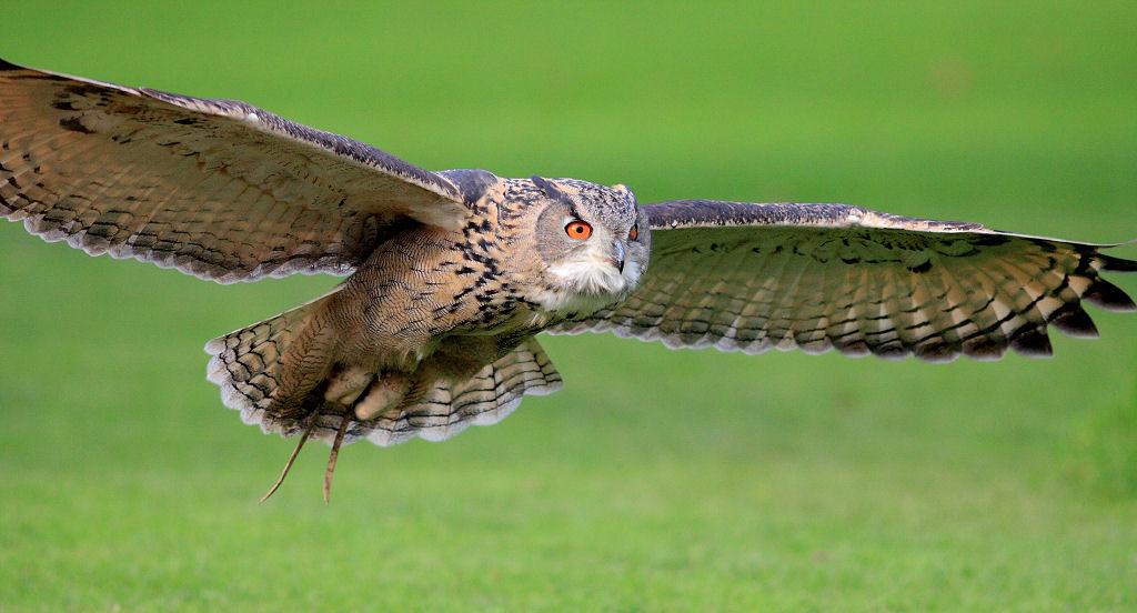 200mm 1/5000sec f2.8  (ISO 800)