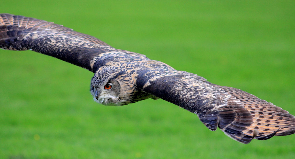 200mm 1/5000sec f2.8  (ISO 800)