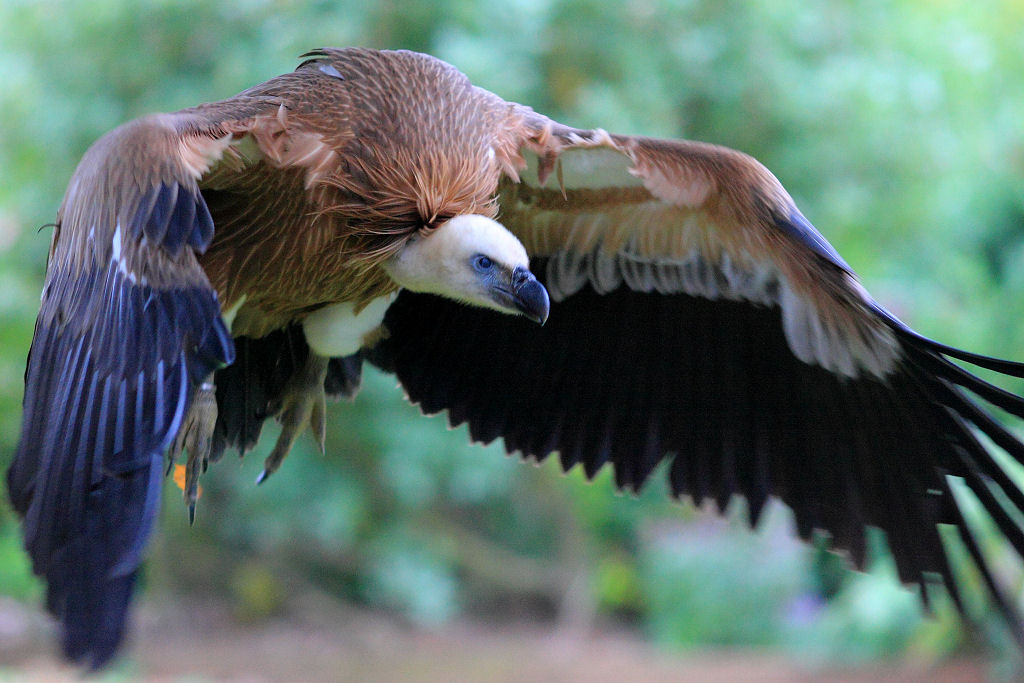 200mm 1/500sec f2.8 -1/3 stop (ISO 800)