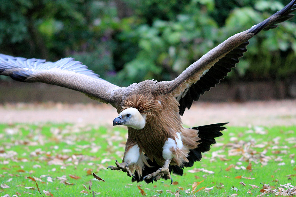 200mm 1/1600sec f2.8 -1/3 stop (ISO 800)