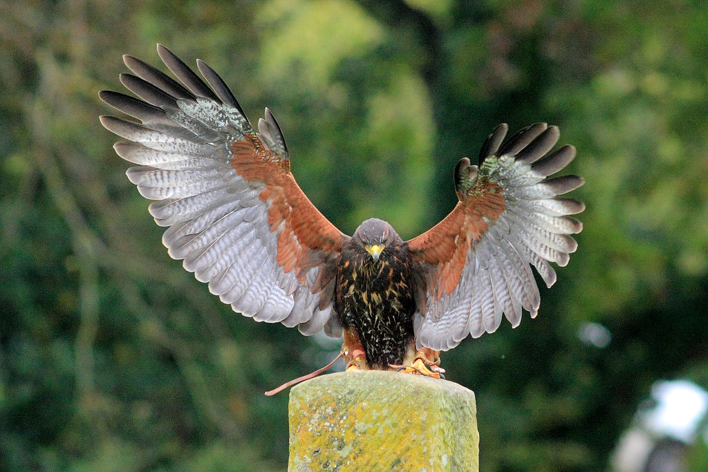 200mm 1/1000sec f4 -1 stop (ISO 800)