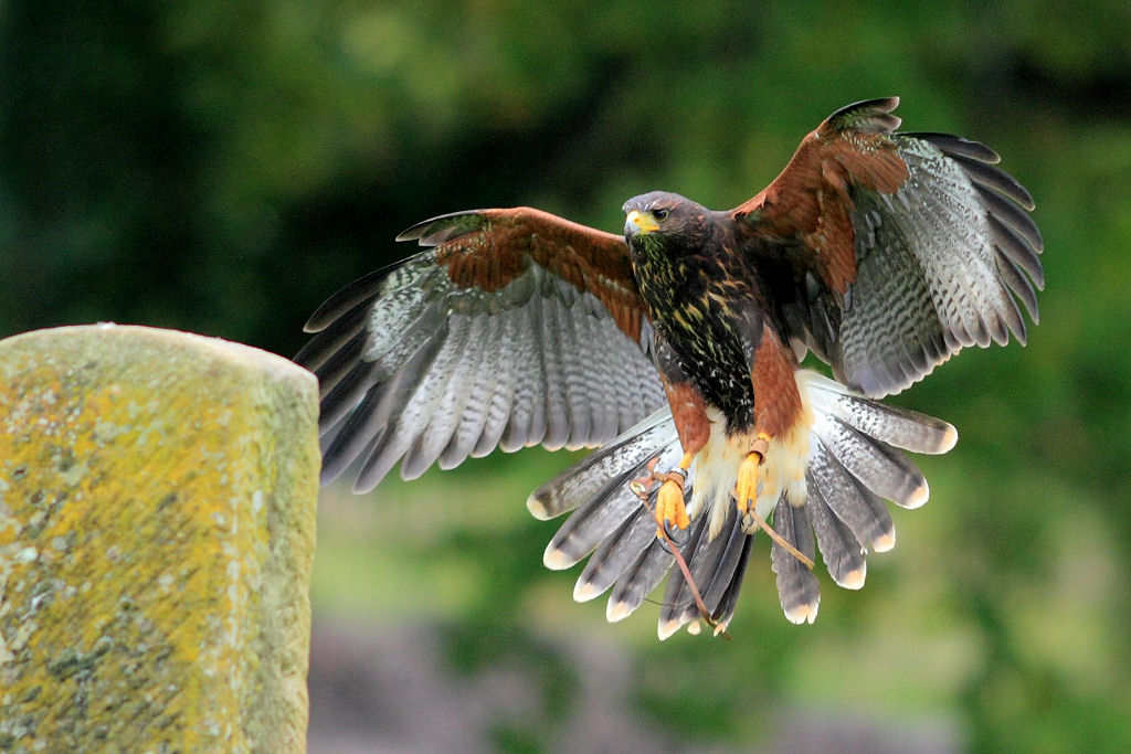 200mm 1/1000sec f2.8 -1 stop (ISO 400)