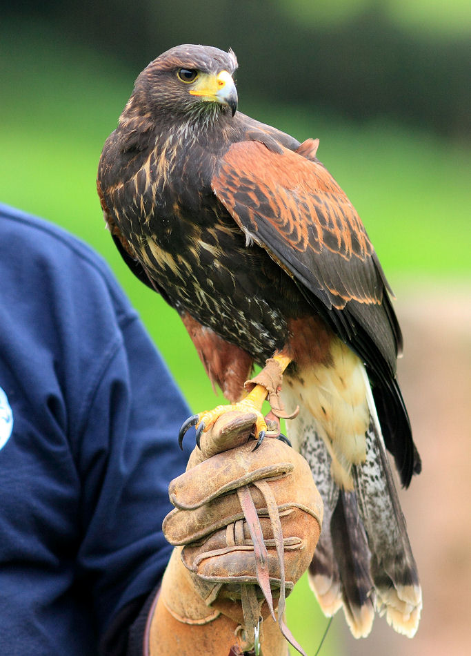 200mm 1/500sec f2.8 +1/3 stop (ISO 400)