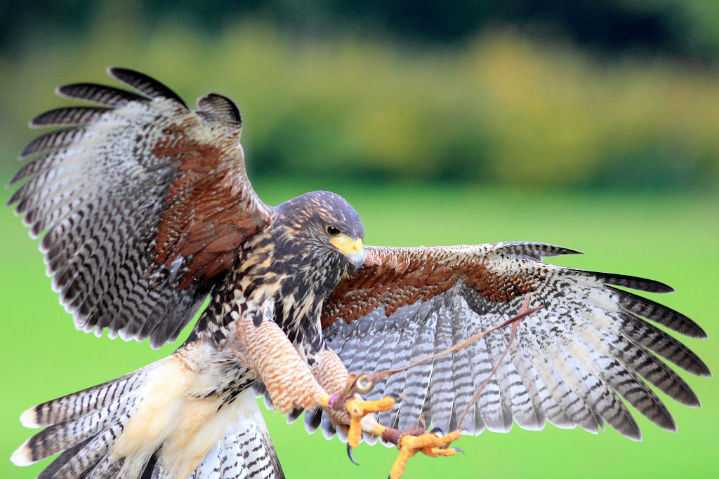 200mm 1/1250sec f2.8  (ISO 400)