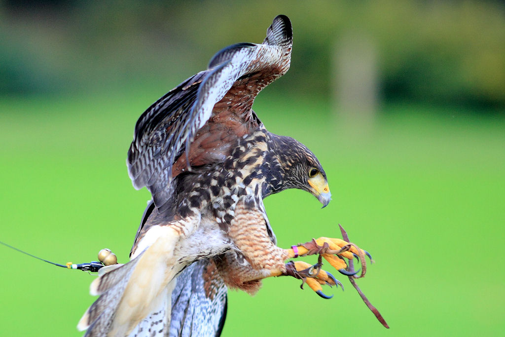 200mm 1/1250sec f2.8  (ISO 400)