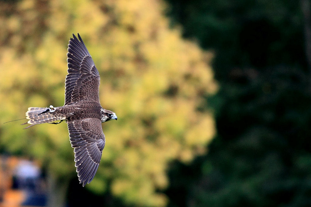 200mm 1/2000sec f2.8 -1/3 stop (ISO 400)