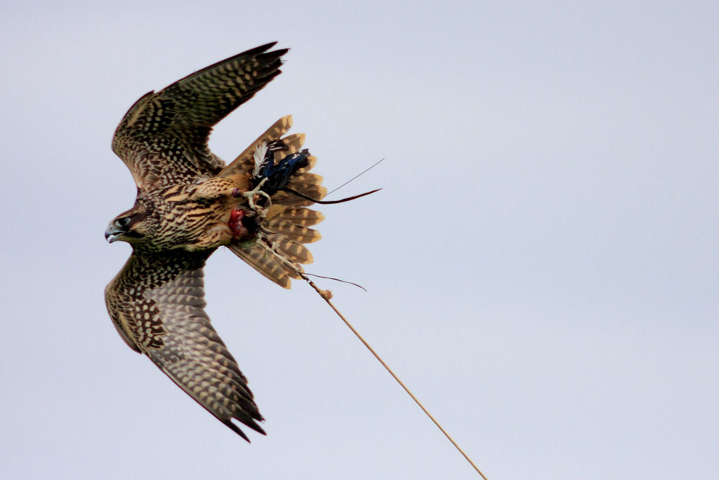 200mm 1/5000sec f2.8 +1 stop (ISO 400)