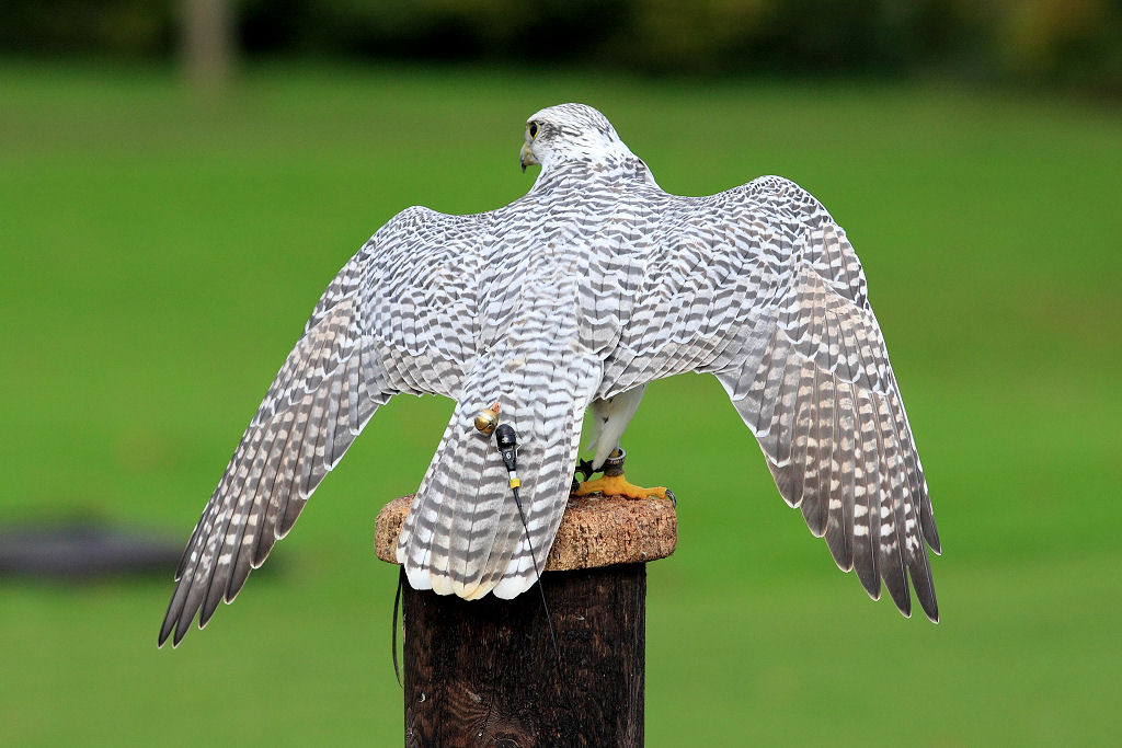 200mm 1/2000sec f4.5  (ISO 400)