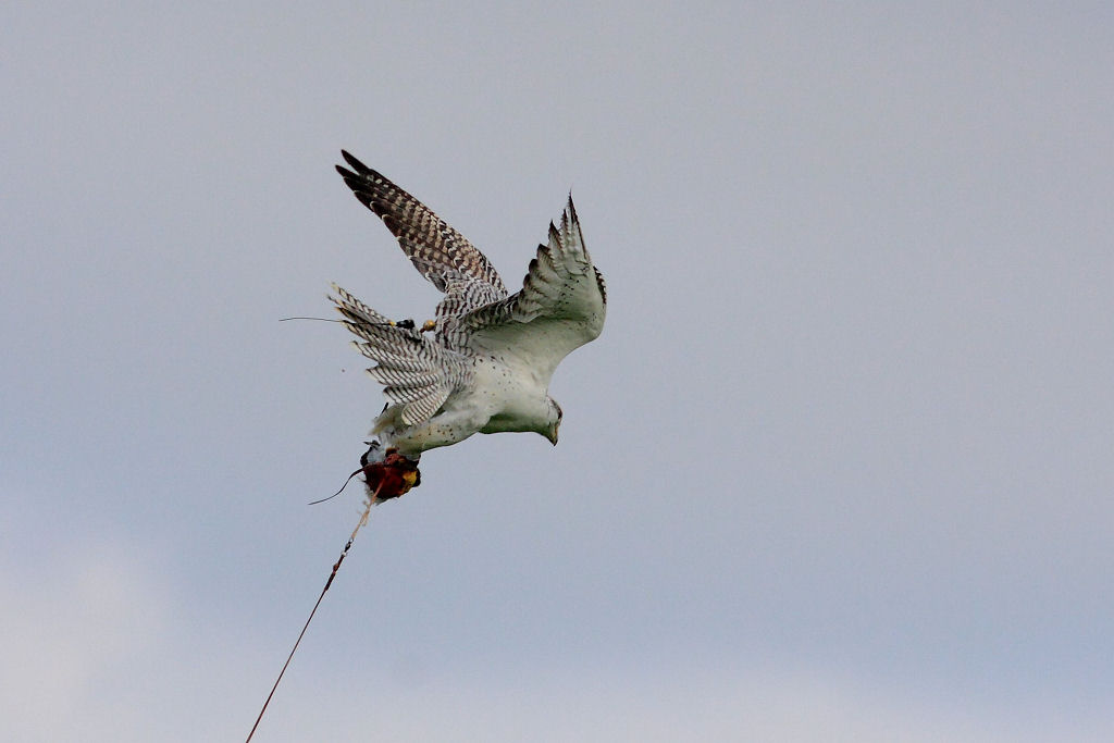 200mm 1/6400sec f4.5  (ISO 400)