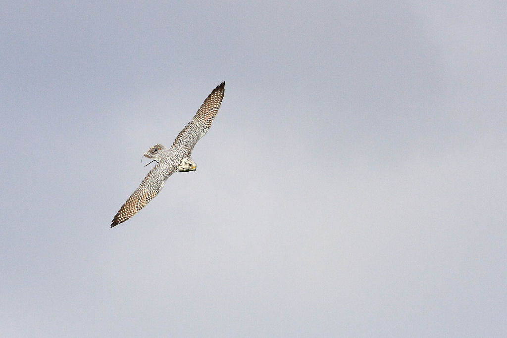 200mm 1/6400sec f4.5  (ISO 400)