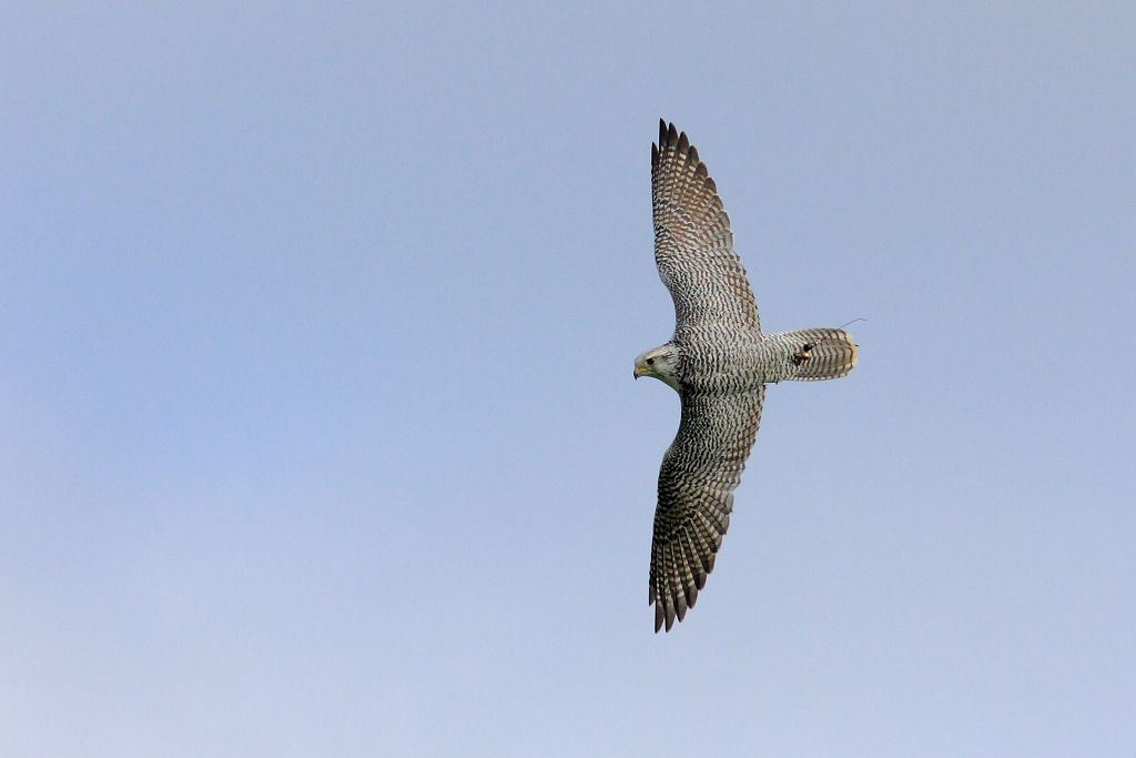 200mm 1/6400sec f4.5  (ISO 400)