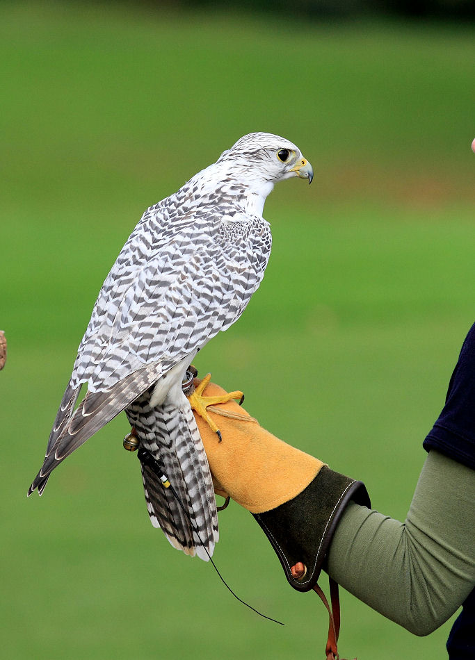 200mm 1/1600sec f4.5  (ISO 400)