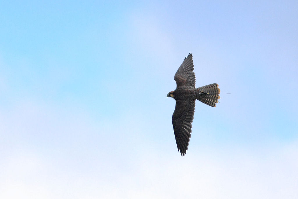 200mm 1/8000sec f2.8  (ISO 400)