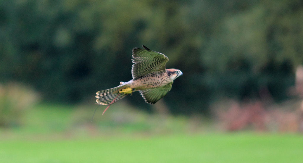 200mm 1/1600sec f2.8  (ISO 400)