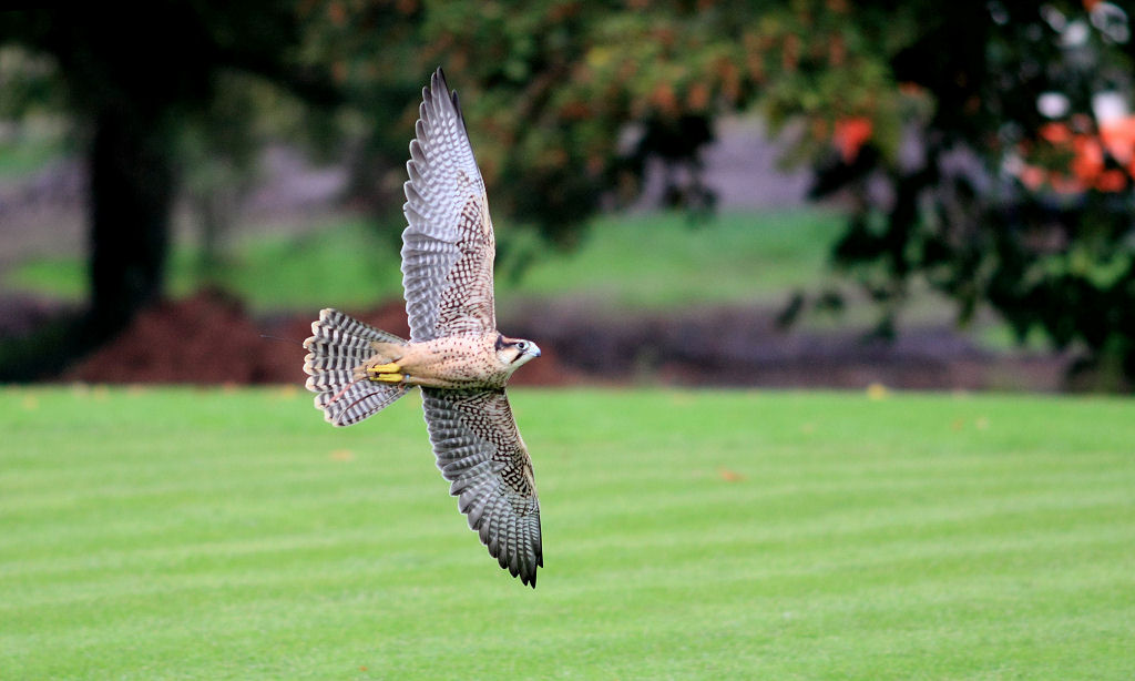 200mm 1/1600sec f2.8  (ISO 400)