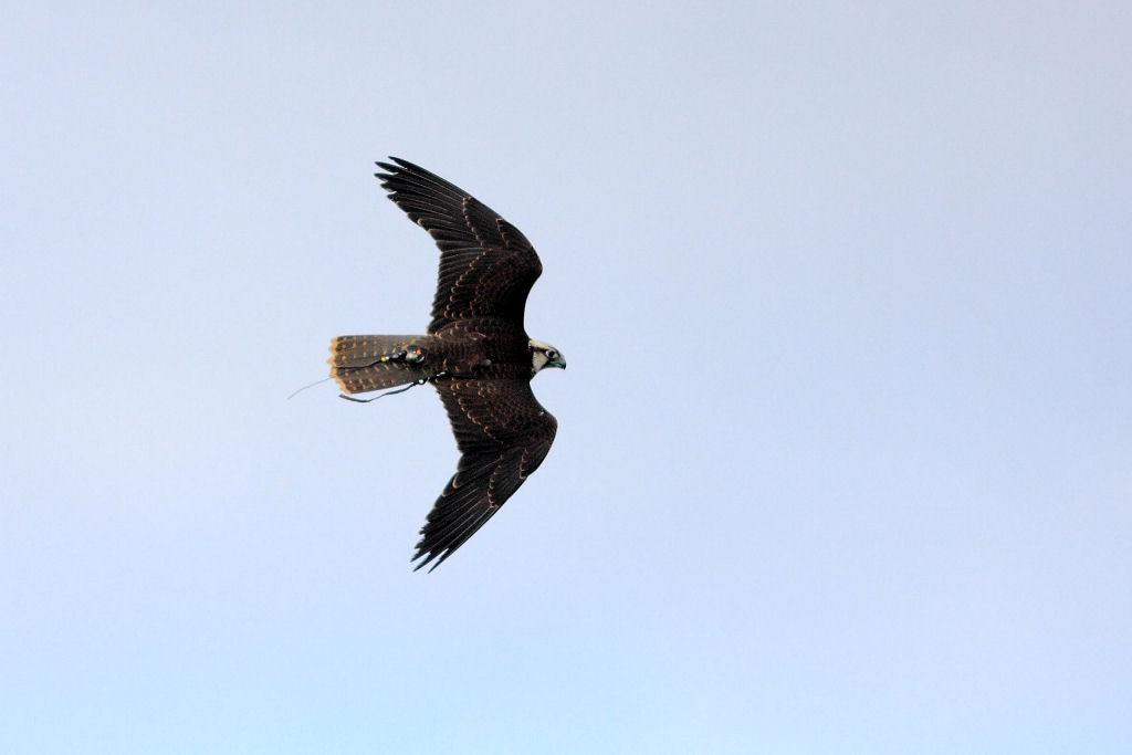 200mm 1/8000sec f2.8  (ISO 400)