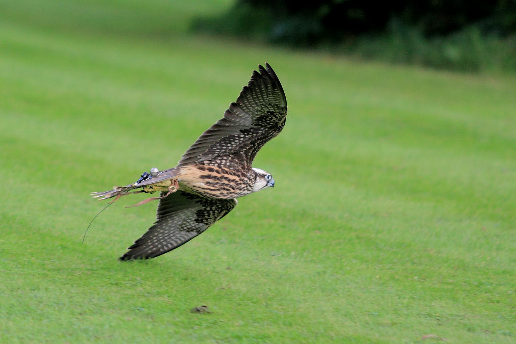 200mm 1/3200sec f2.8  (ISO 400)