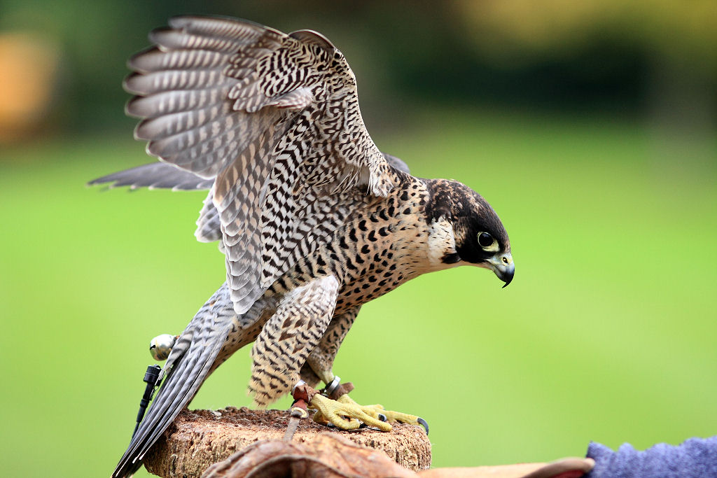 200mm 1/800sec f2.8 +2/3 stop (ISO 400)