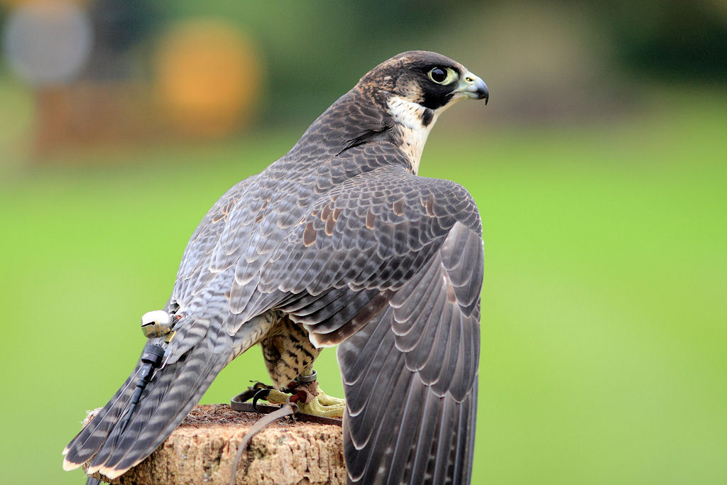 200mm 1/800sec f2.8 +2/3 stop (ISO 400)