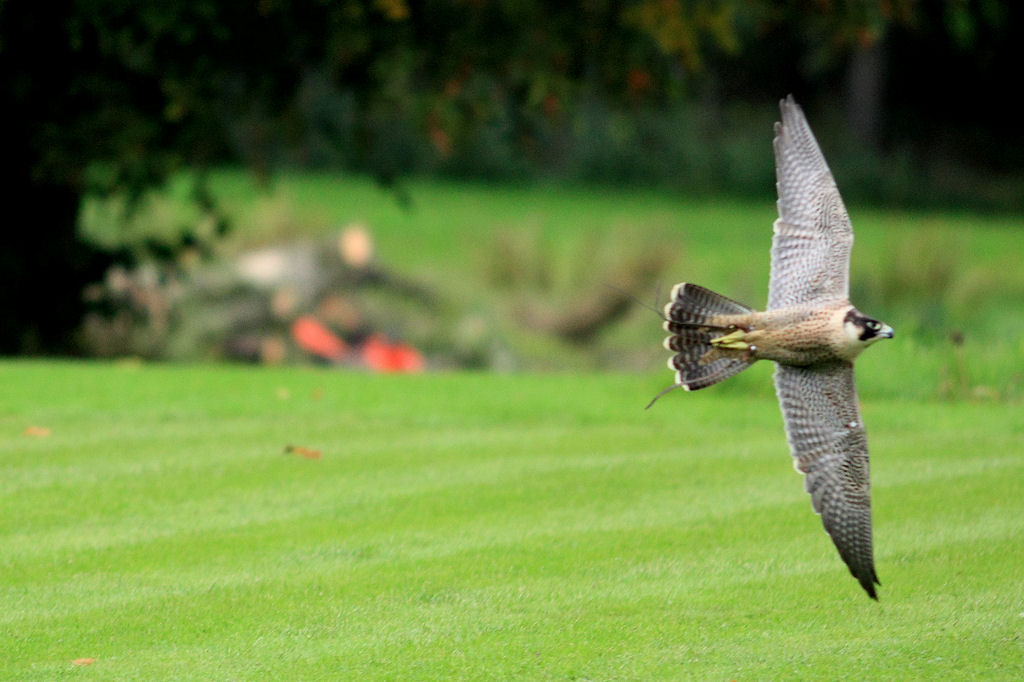 200mm 1/2000sec f2.8 -1/3 stop (ISO 400)