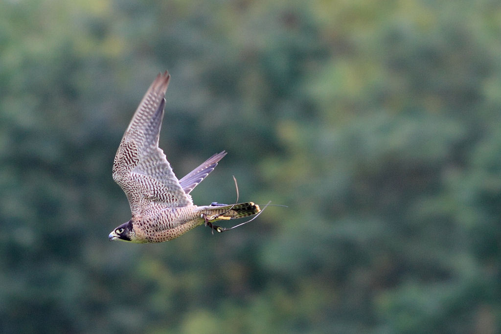 200mm 1/1000sec f2.8 +2/3 stop (ISO 400)