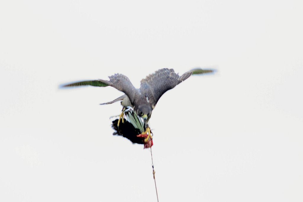 200mm 1/800sec f2.8 +2/3 stop (ISO 400)