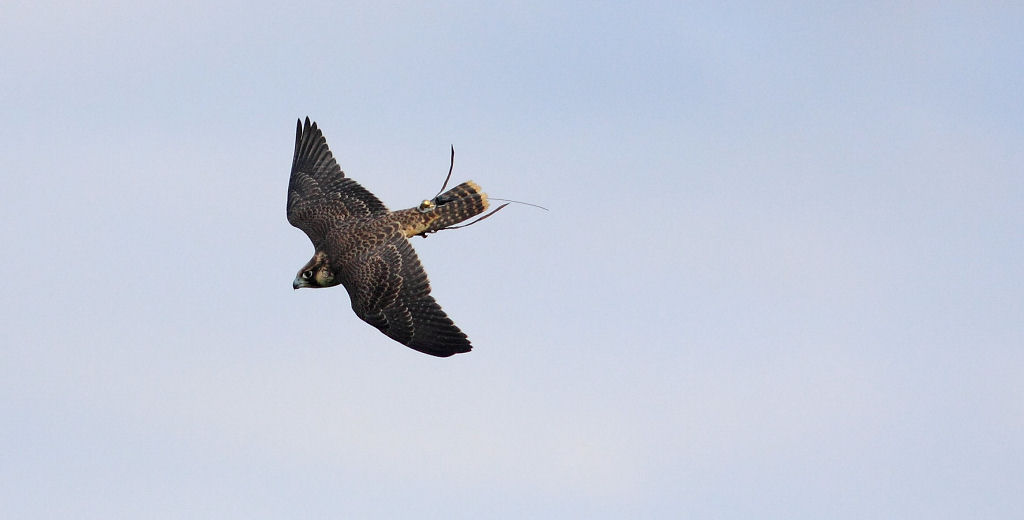 200mm 1/8000sec f2.8  (ISO 400)