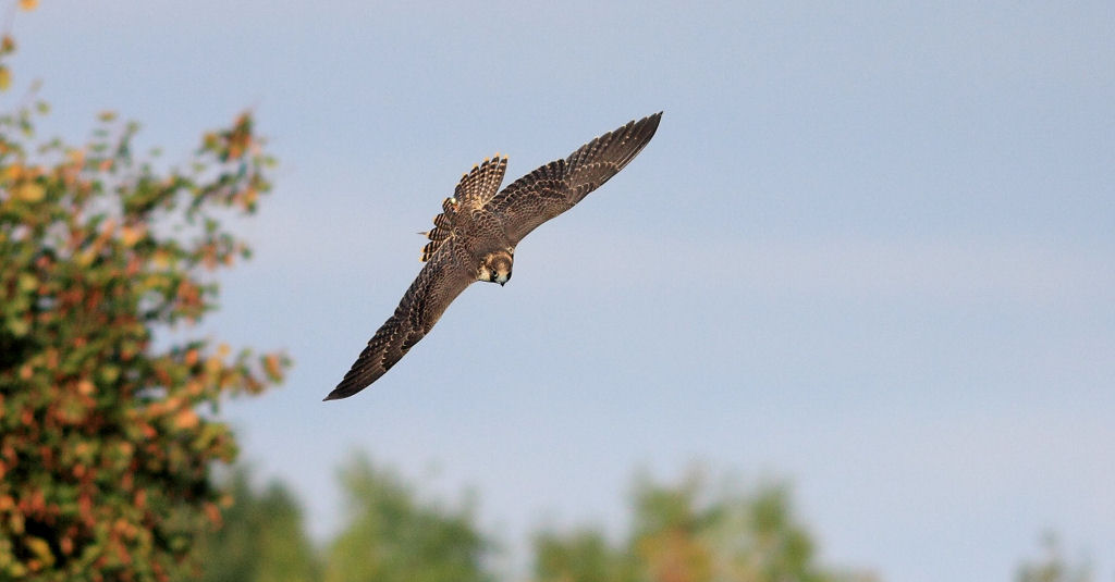 200mm 1/8000sec f2.8  (ISO 400)