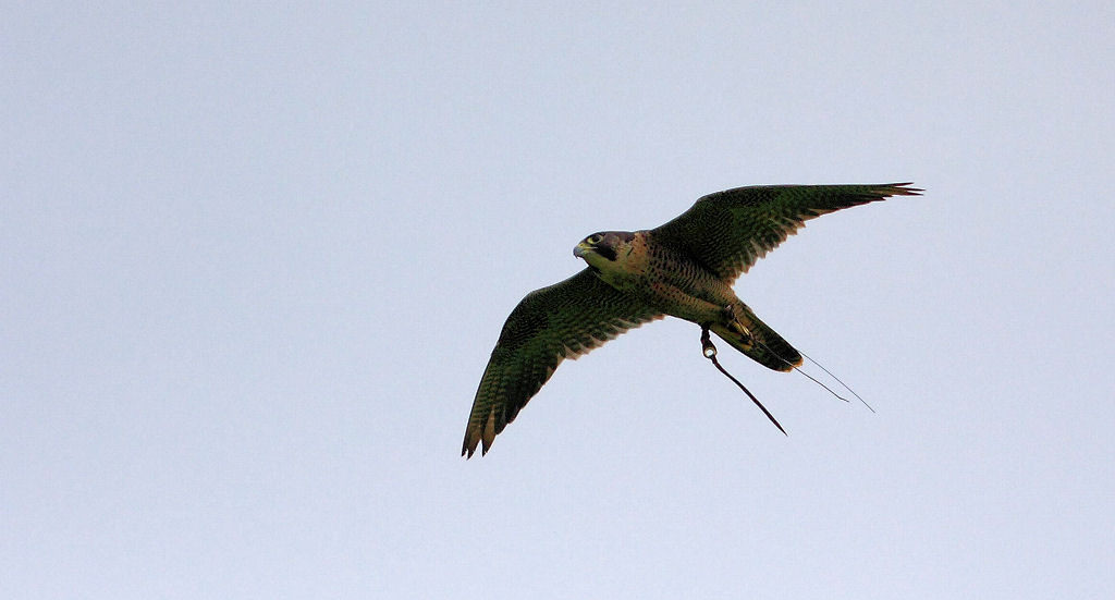 200mm 1/8000sec f2.8 +2/3 stop (ISO 400)