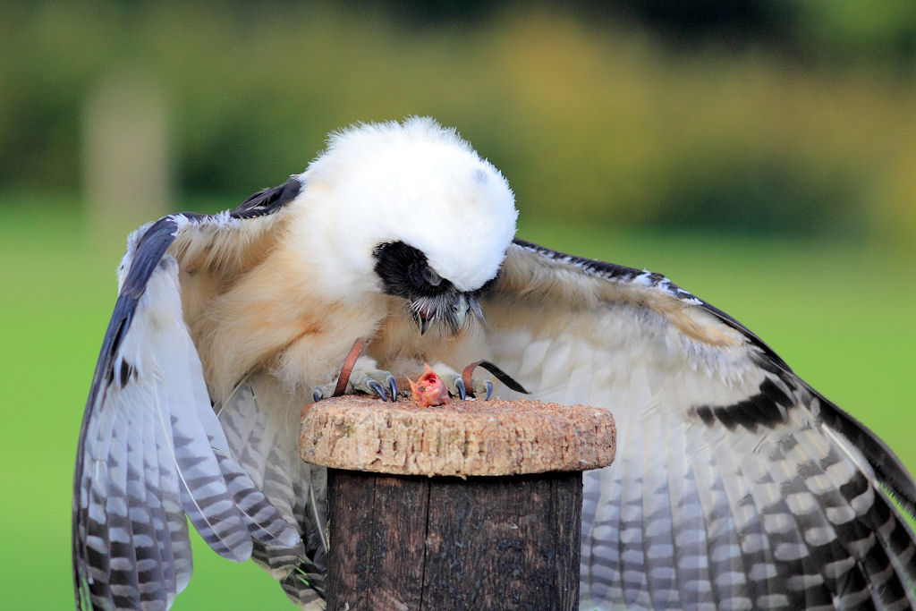 200mm 1/2000sec f2.8  (ISO 400)