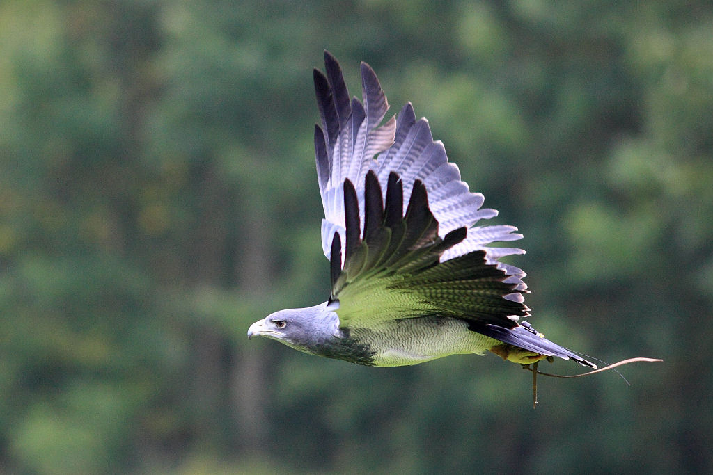 200mm 1/1600sec f2.8  (ISO 800)