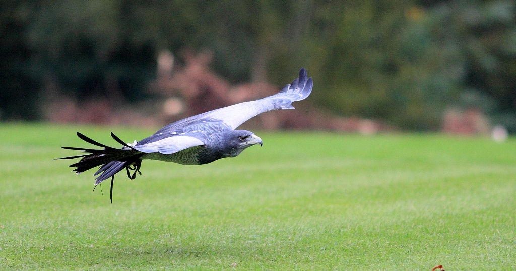 200mm 1/5000sec f2.8 -1/3 stop (ISO 800)