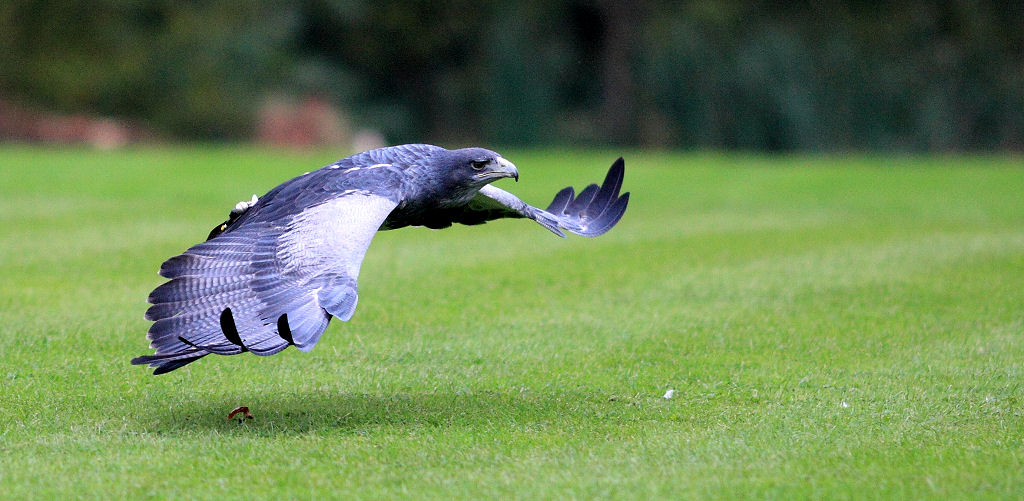 200mm 1/6400sec f2.8 -1/3 stop (ISO 800)