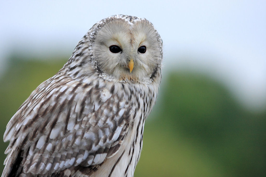 200mm 1/2500sec f2.8 -1/3 stop (ISO 400)