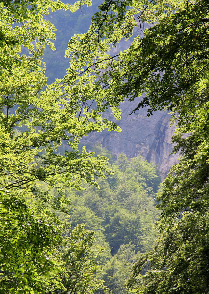 85mm 1/125sec f7.1 -1/3 stop (ISO 100)