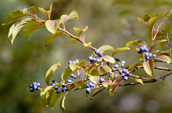 85mm 1/500sec f3.5  (ISO 200)