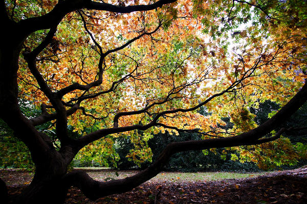 10mm 1/25sec f4 +1/3 stop (ISO 200)