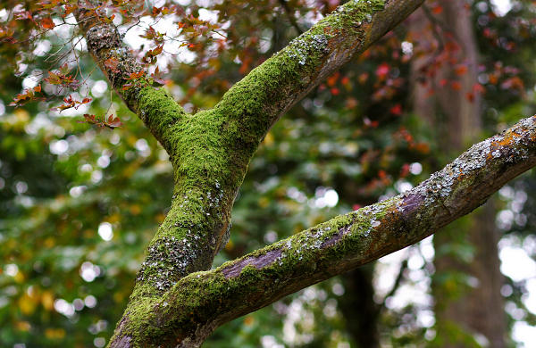 85mm 1/125sec f2.8 -1/3 stop (ISO 200)